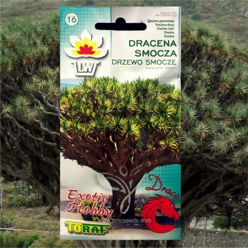 Dracena tikroji (Dracaena Draco green) sėklos - 5 vnt (#1868)