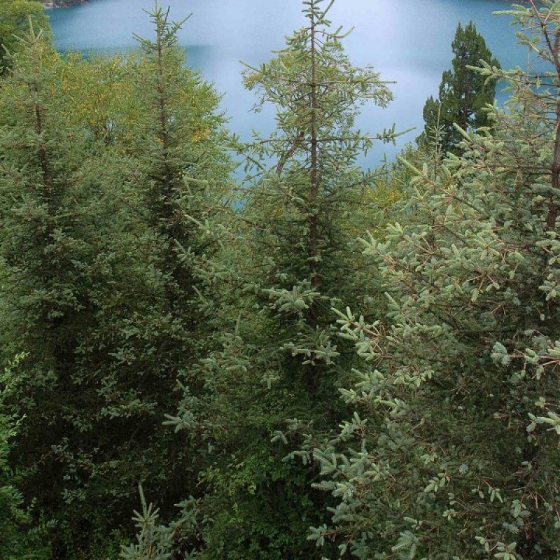 Dragon Spruce (Picea Asperata) 30 seeds (#278)