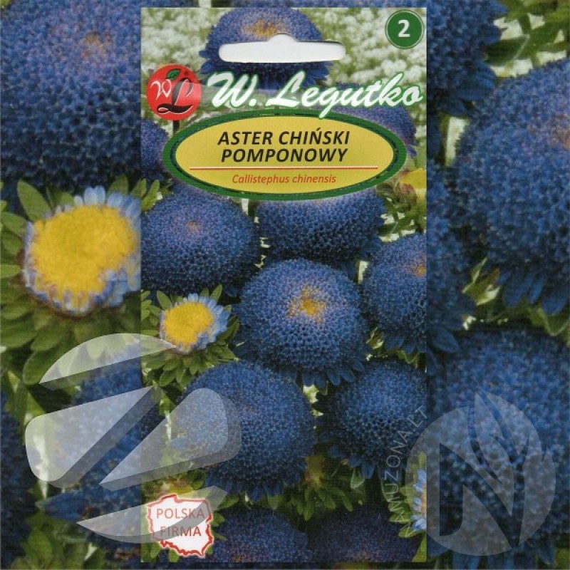 Aster (Callistephus Chinensis dark blue) 500 seeds (#965)