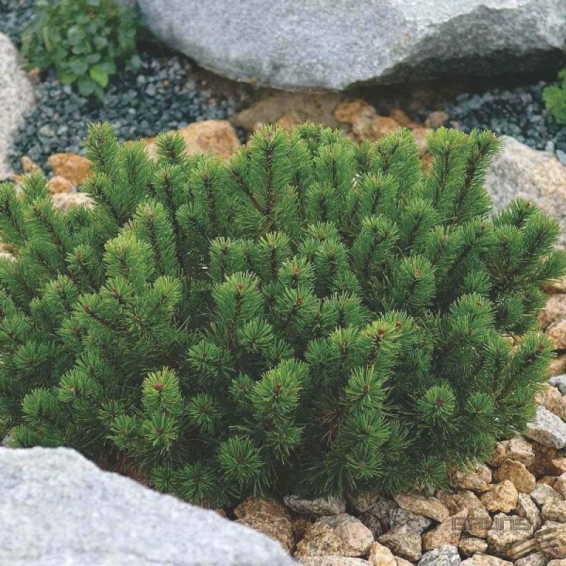 Pušis kalninė (Pinus Mugo Pumilio) sėklos - 20 vnt (#526)