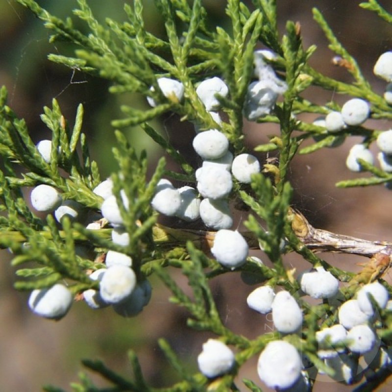 Kadagys virgininis (Juniperus Virginiana) sėklos - 20 vnt (#237)