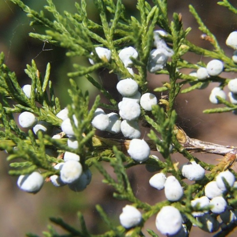 Kadagys virgininis (Juniperus Virginiana) sėklos - 20 vnt (#237)