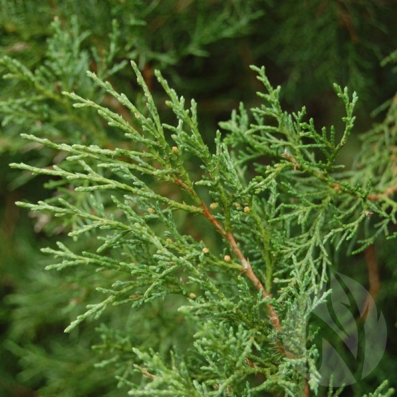 Eastern Red Cedar (Juniperus Virginiana) 20 seeds (#237)