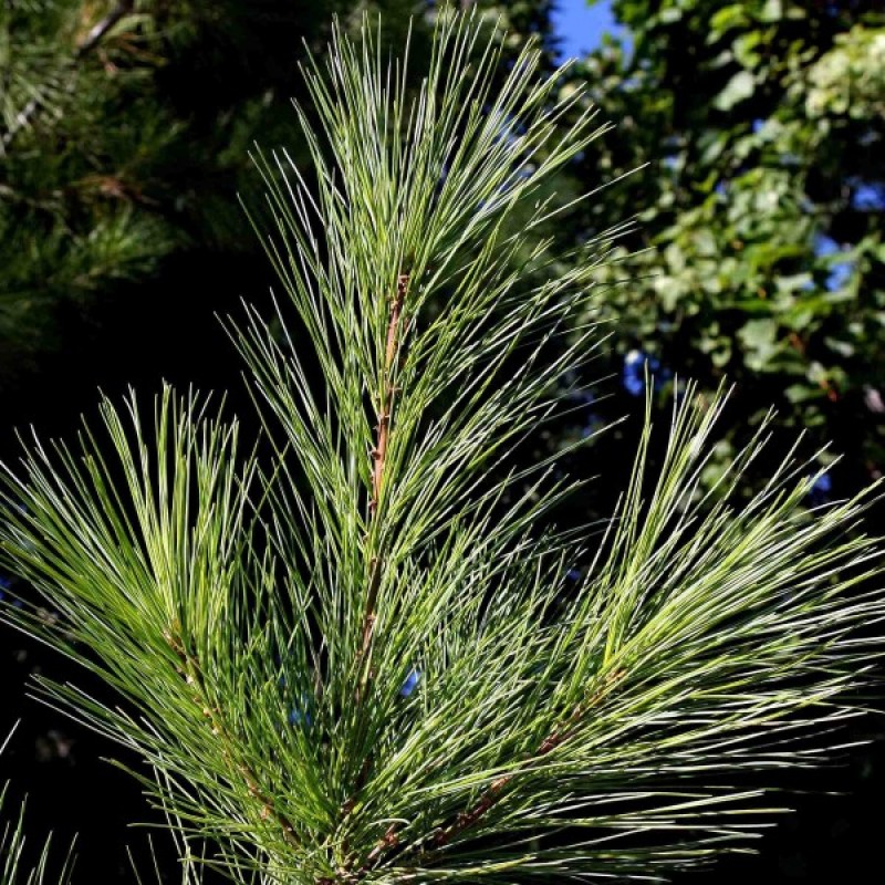 Pušis veimutinė (Pinus Strobus) sėklos - 15 vnt. (#718)