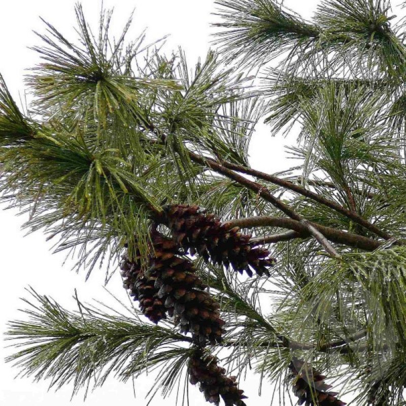 Pušis veimutinė (Pinus Strobus) sėklos - 15 vnt. (#718)