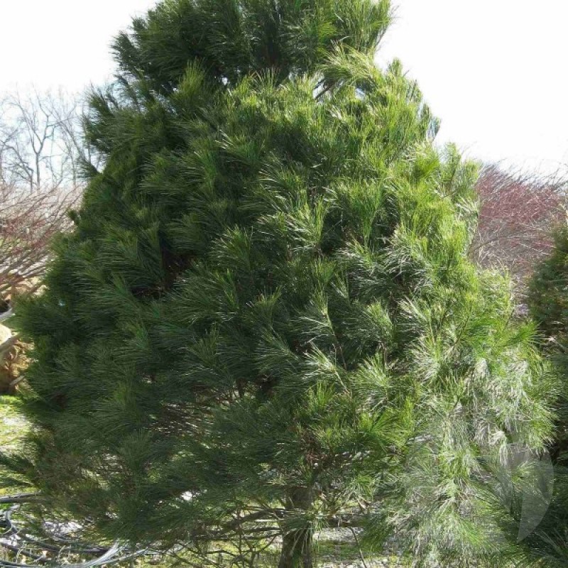 Eastern White Pine (Pinus Strobus) 15 seeds (#718)