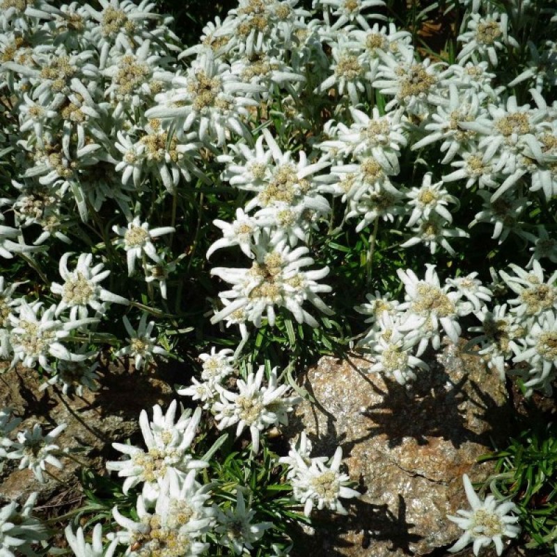 Edelweiss (Leontopodium Alpinum) 200 seeds (#1525)