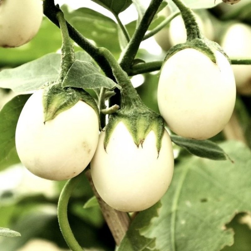 Baklažanas auksinis (Solanum melongena) sėklos - 20 vnt (#2211)
