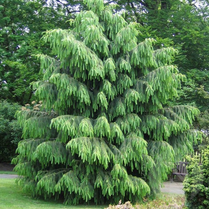 West Himalayan Spruce (Picea Morinda Smithiana) 10 seeds