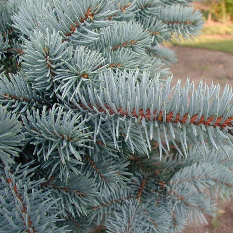 Eglė sidabrinė dygioji (Picea Pungens Glauca) sėklos - 20 vnt. (#245)
