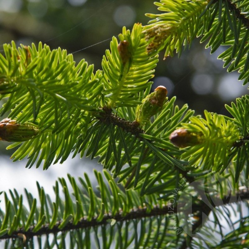 Sitka Spruce (Picea Sitchensis) 20 seeds (#480)