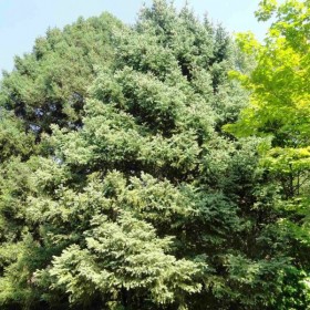 Dragon Spruce (Picea Asperata) 30 seeds (#278)