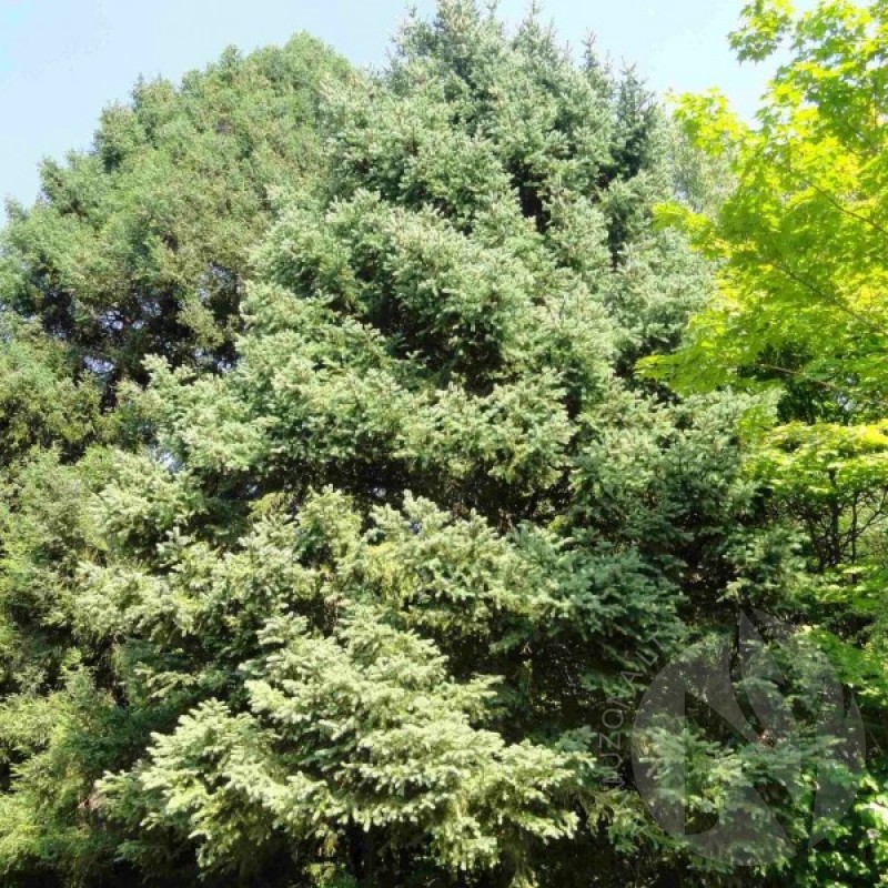 Eglė šiurkščioji (Picea Asperata) sėklos - 30 vnt. (#278)