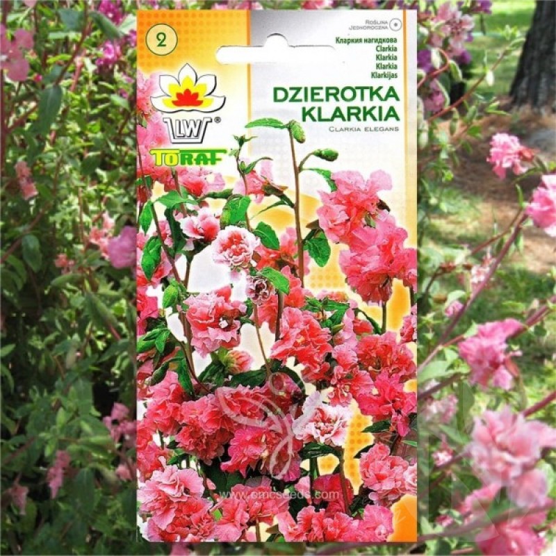 Klarkija puošnioji (Clarkia Elegans rožinė-balta) sėklos - 400 vnt (#2208)
