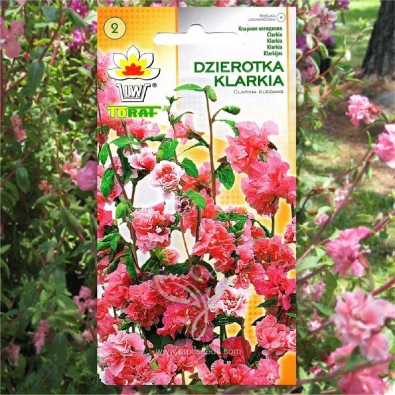 Klarkija puošnioji (Clarkia Elegans rožinė-balta) sėklos - 400 vnt (#2208)