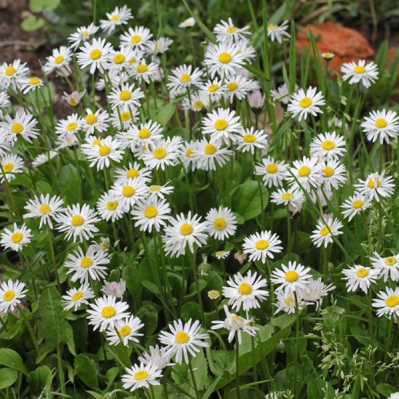 English Daisy (Bellis Perennis Daisy) 500 seeds (#1551)
