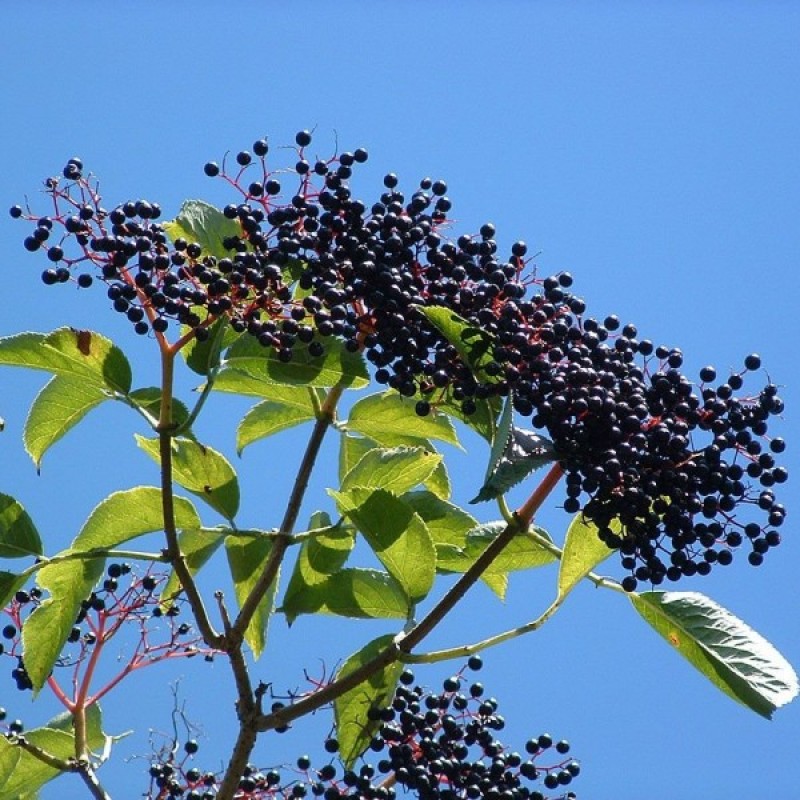 European Elderberry (Sambucus Nigra) 50 seeds (#65)