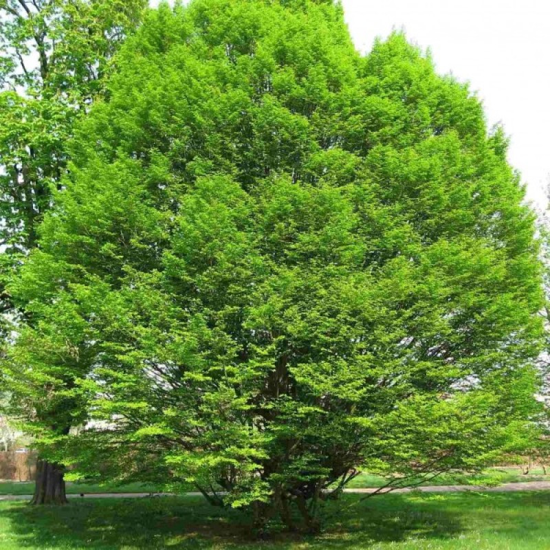 Skroblas paprastasis (Carpinus Betulus) sėklos - 20 vnt (#81)
