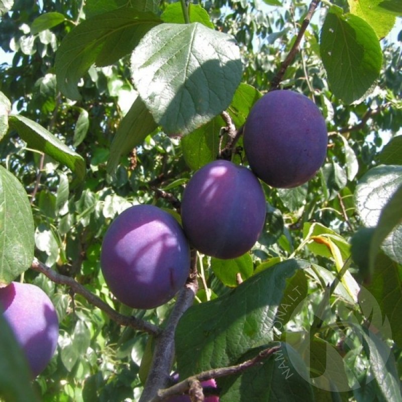 Slyva europinė (Prunus Domestica) sėklos - 10 vnt (#433)