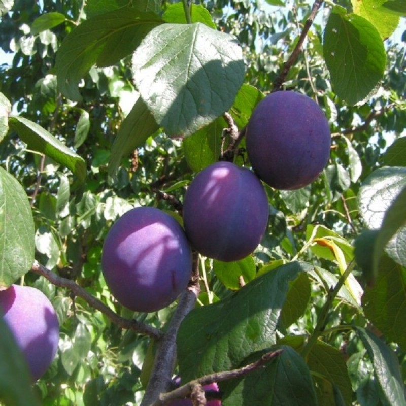 European Plum (Prunus Domestica) 10 seeds (#433)