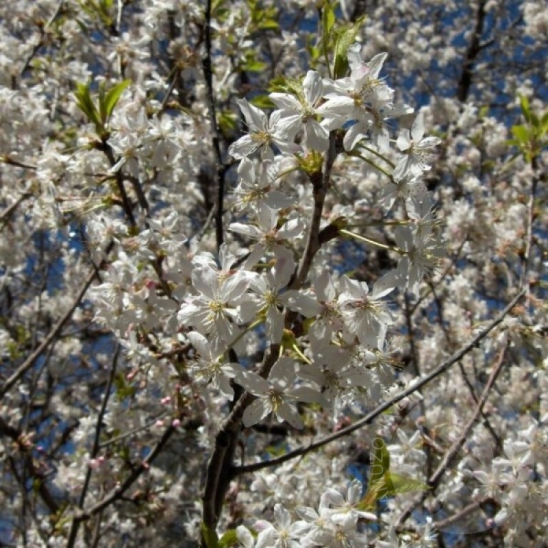 Slyva europinė (Prunus Domestica) sėklos - 10 vnt (#433)