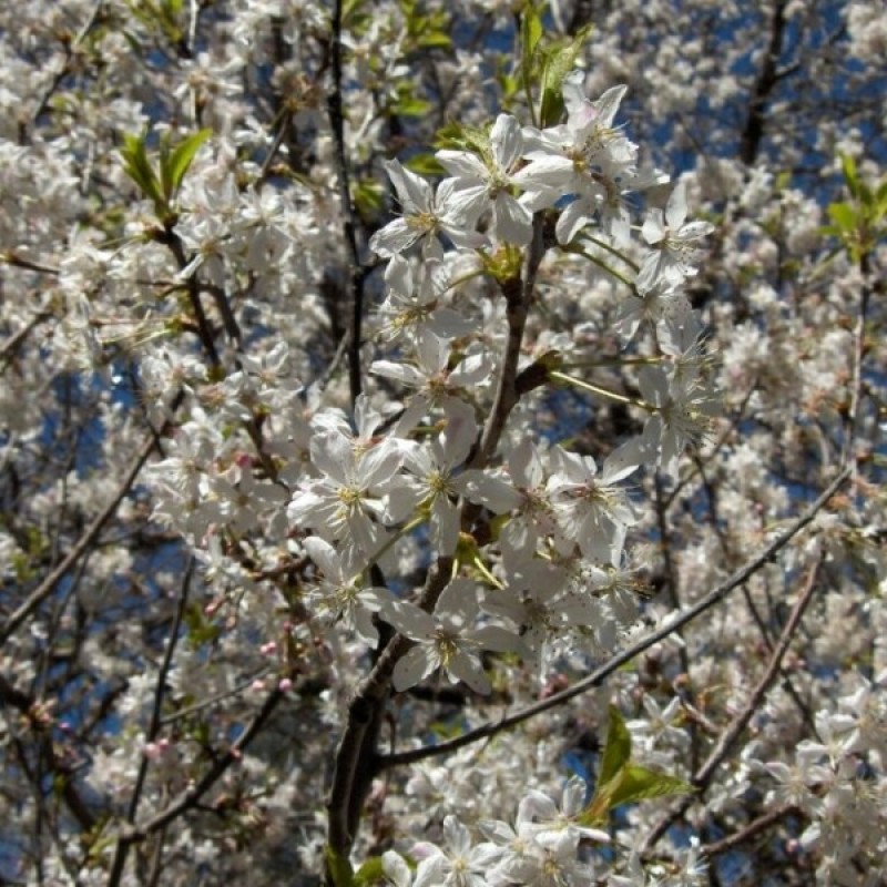 Prunus перевод. Prunus divaricata. Prunus domestica l.. Соцветия Прунус. Деревья рода Prunus.