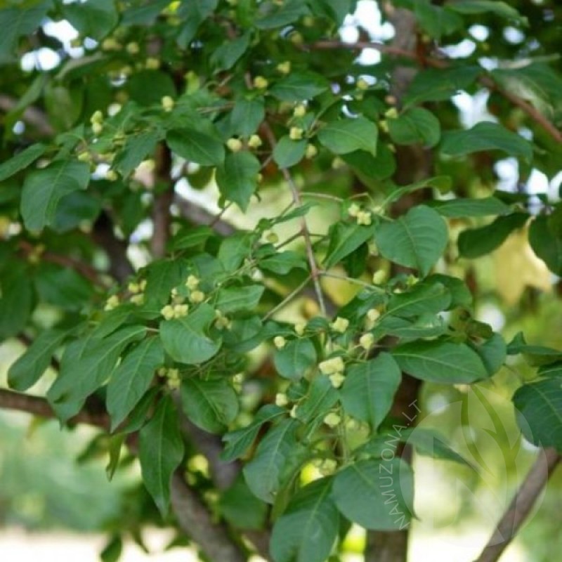 European Spindle Tree (Euonymus Europaeus) 15 seeds (#208)