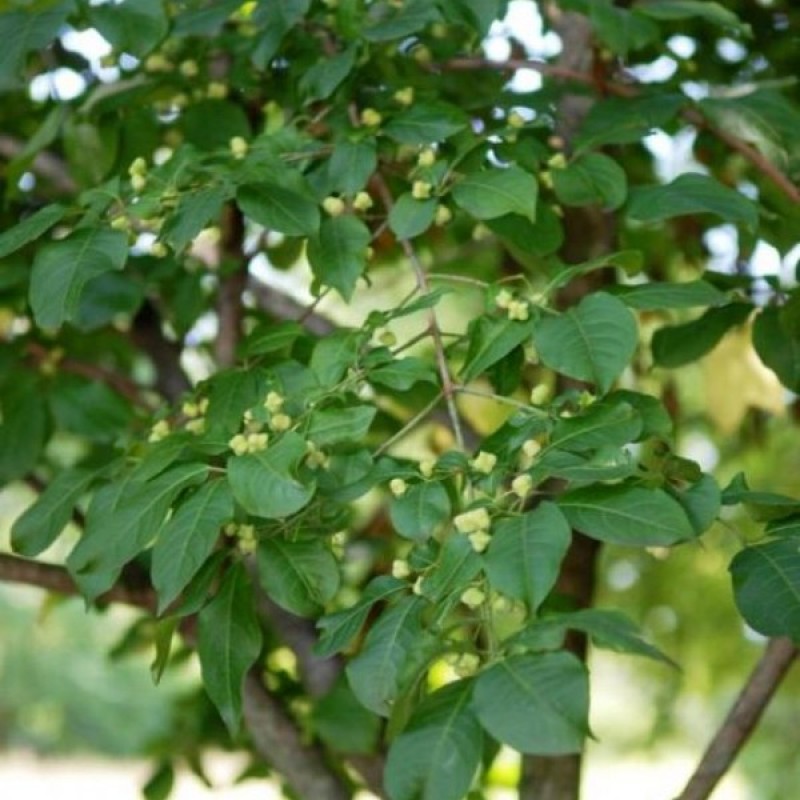 European Spindle Tree (Euonymus Europaeus) 15 seeds (#208)
