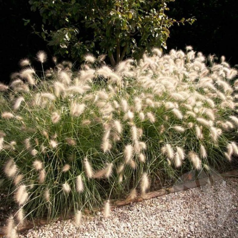 Feathertop Grass (Pennisetum Villosum) 12 seeds (#998)