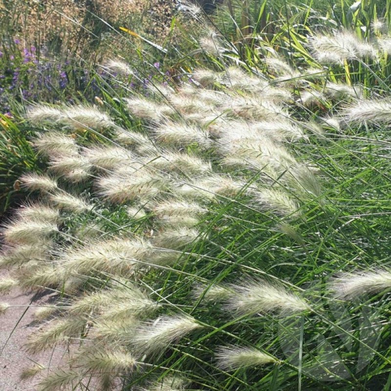 Feathertop Grass (Pennisetum Villosum) 12 seeds (#998)