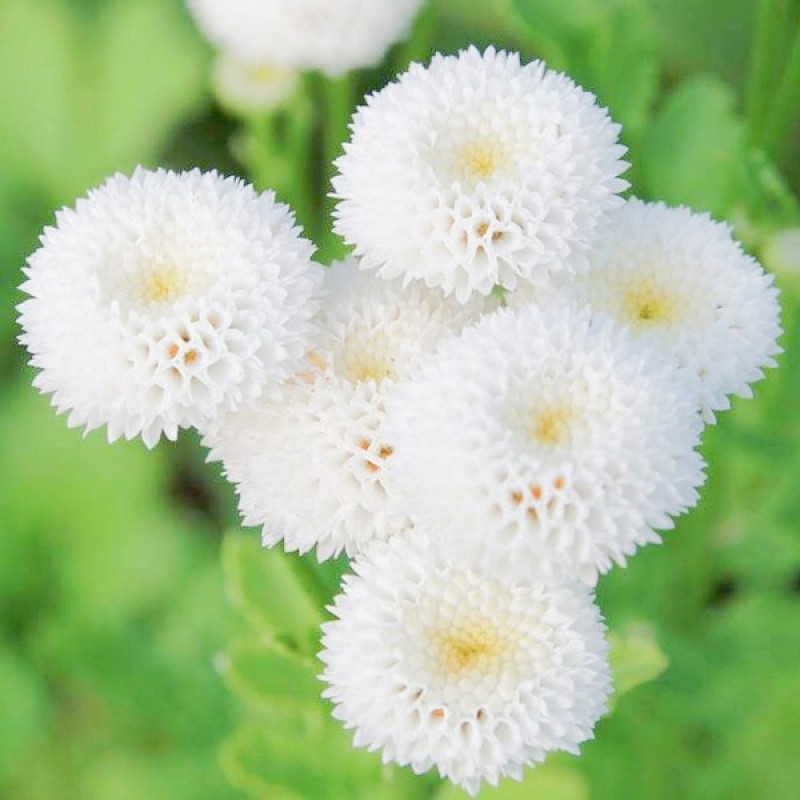 Skaistenis vaistinis baltas (Chrysanthemum Parthenium Snowball) sėklos - 250 vnt. (#2343)