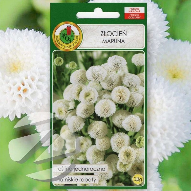 Feverfew white yellow mix (Chrysanthemum Parthenium Snowball) 250 seeds (#2343)
