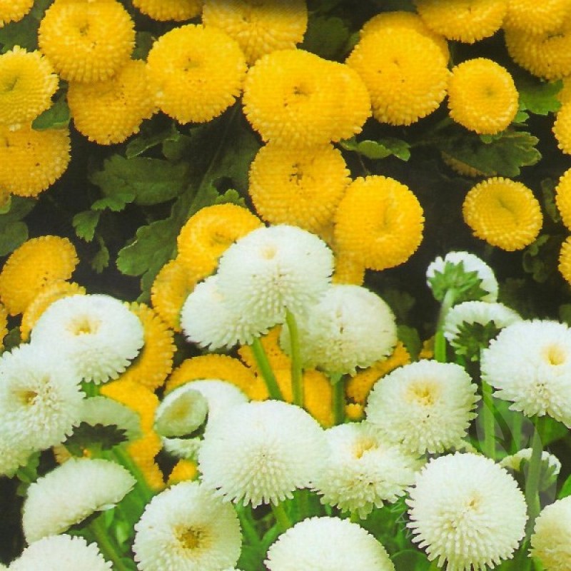 Feverfew white yellow mix (Chrysanthemum Parthenium) 100 seeds (#909)