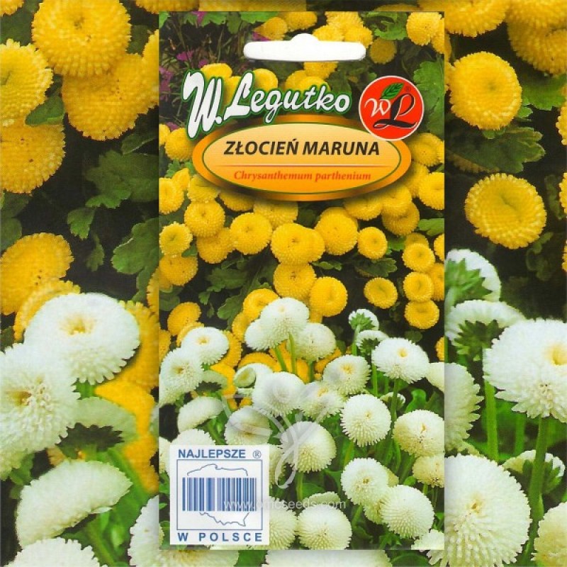 Skaistenis vaistinis baltas, geltonas (Chrysanthemum Parthenium) sėklos - 100 vnt (#909)