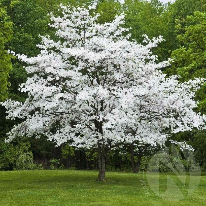 Flowering Dogwood (Cornus Florida) 5 seeds (#549)