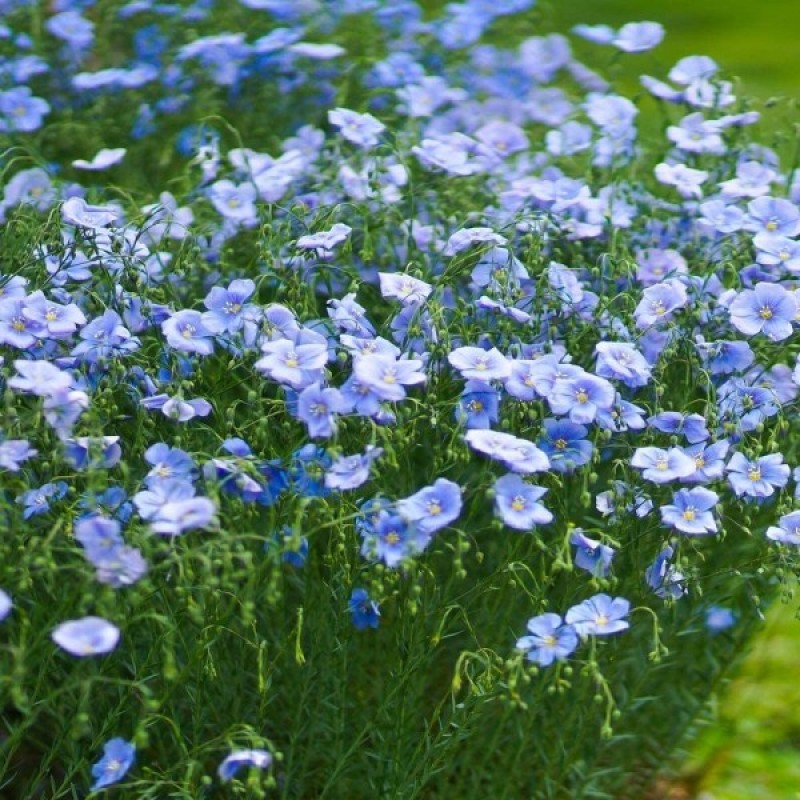 Blue Flax (Linum Perenne) 500 seeds