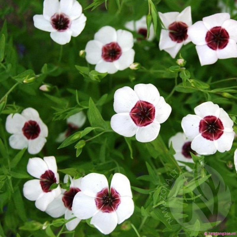 Flowering flax (Linum Grandiflorum Bright Eyes) 200 seeds (#1929)