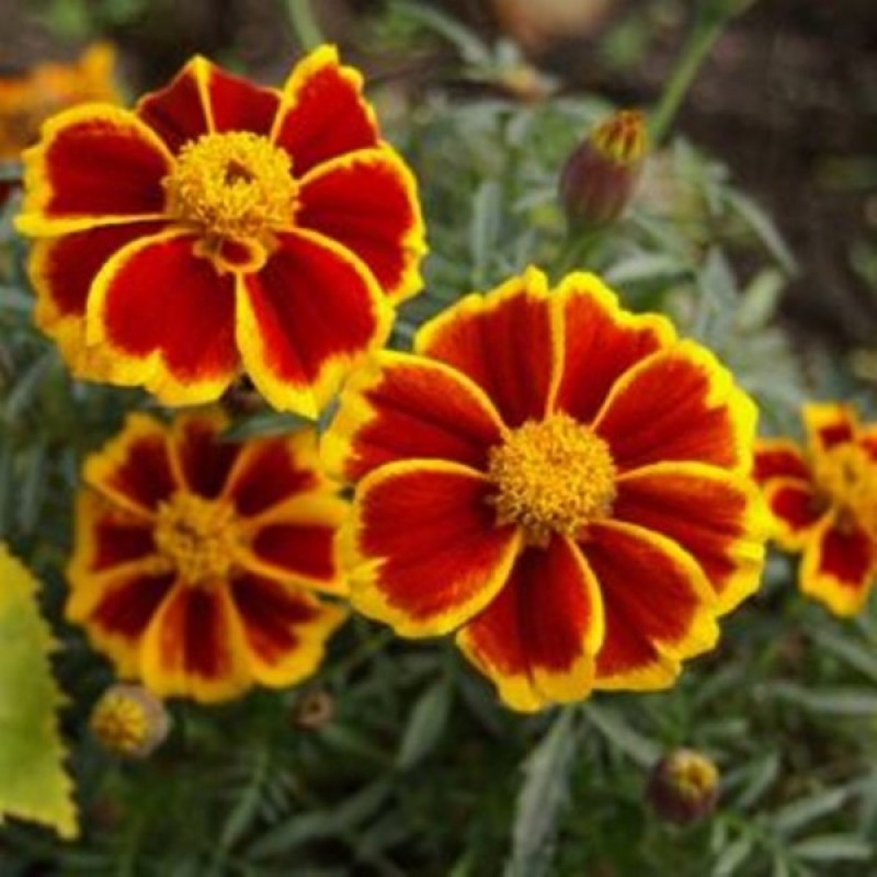 Seeds and Plant Markers French Marigold Bonita Double Blooms Approx 30 Seeds 