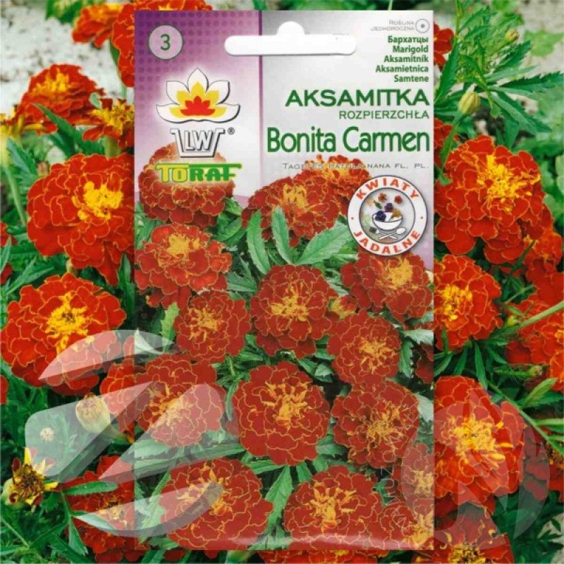 French Marigold (Tagetes Patula nana Carmen) 100 seeds (#1257)
