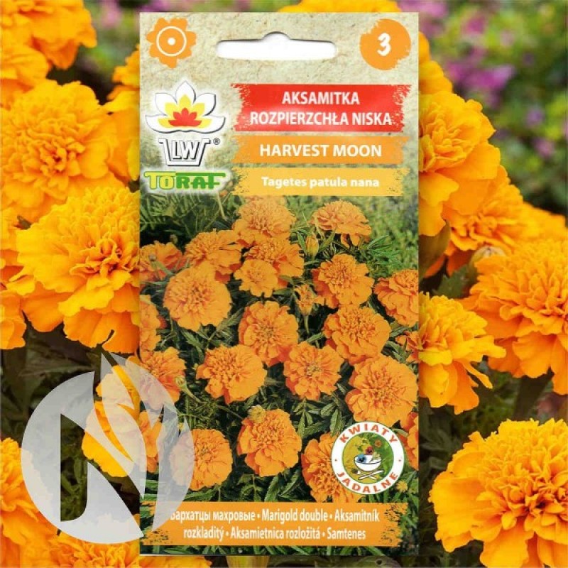 French Marigold (Tagetes Patula nana Harvest Moon) 150 seeds (#2353)