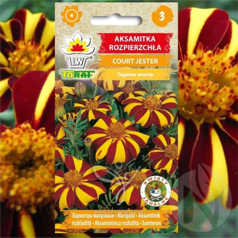 French Marigold (Tagetes erecta Court Jester) 100 seeds (#2245)