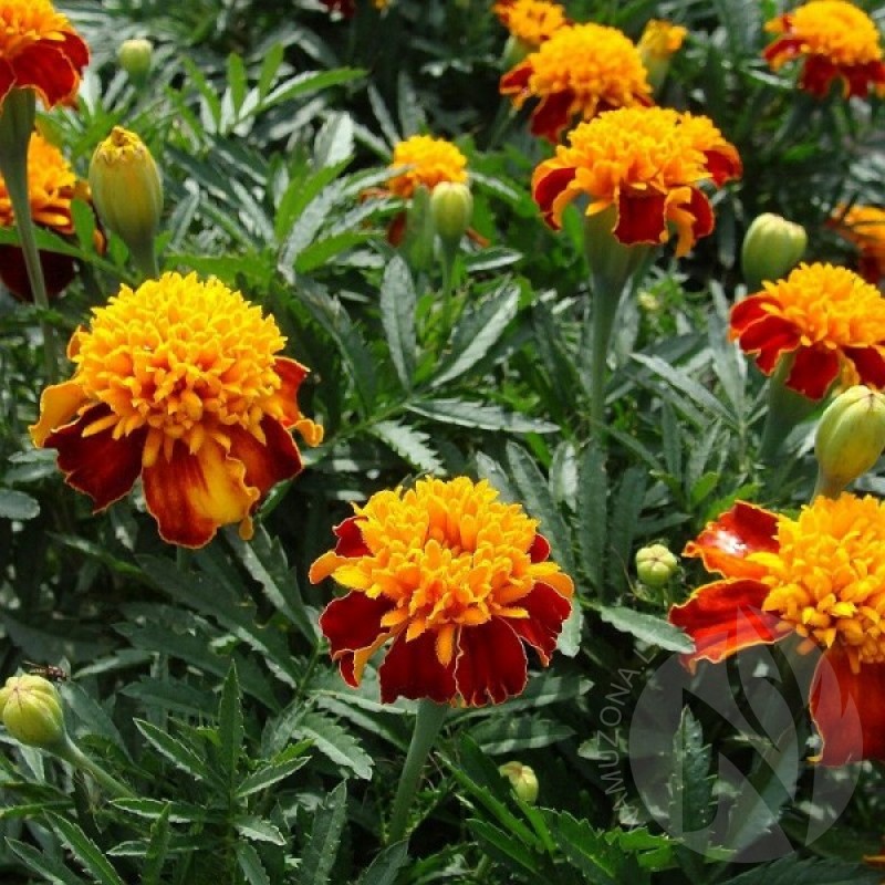 French Marigold (Tagetes Patula Orange Flame) 80 seeds (#990)