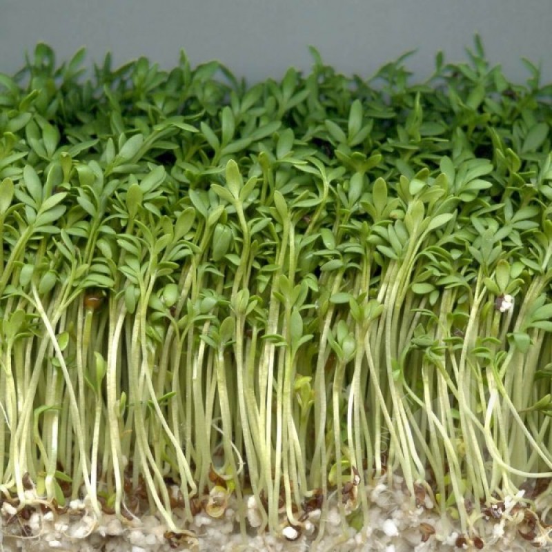 Pipirinė sėjamoji (Lepidium Sativum) sėklos - 3000 vnt. (#870)