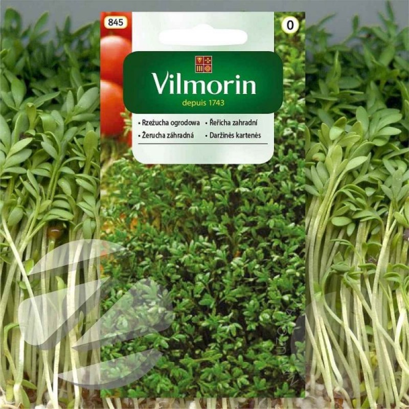 Pipirinė sėjamoji (Lepidium Sativum) sėklos - 3000 vnt. (#870)