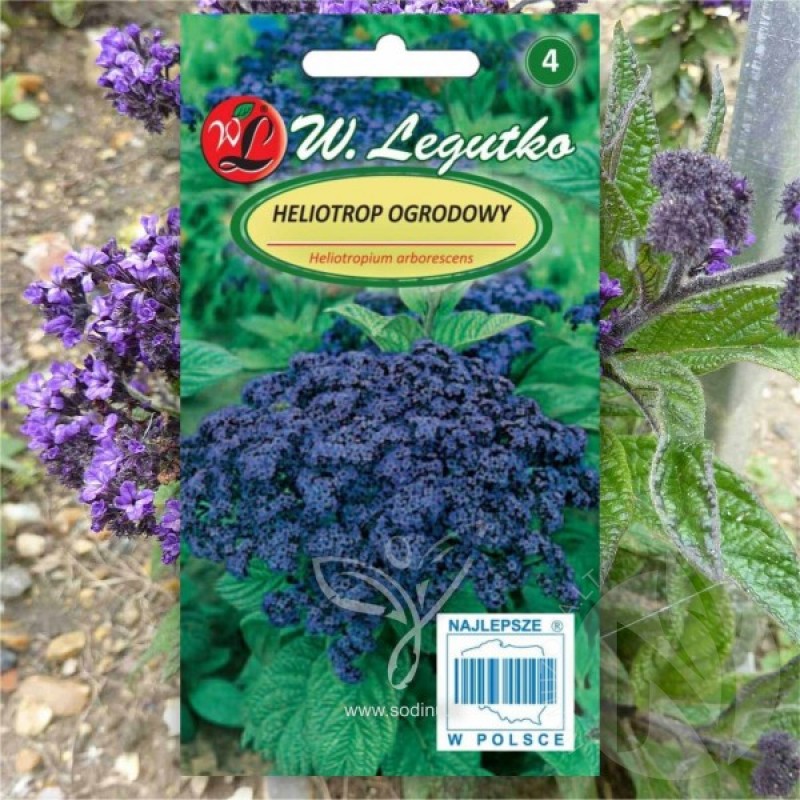 Garden Heliotrope (Heliotropium Arborescens Blue) 100 seeds (#1965)