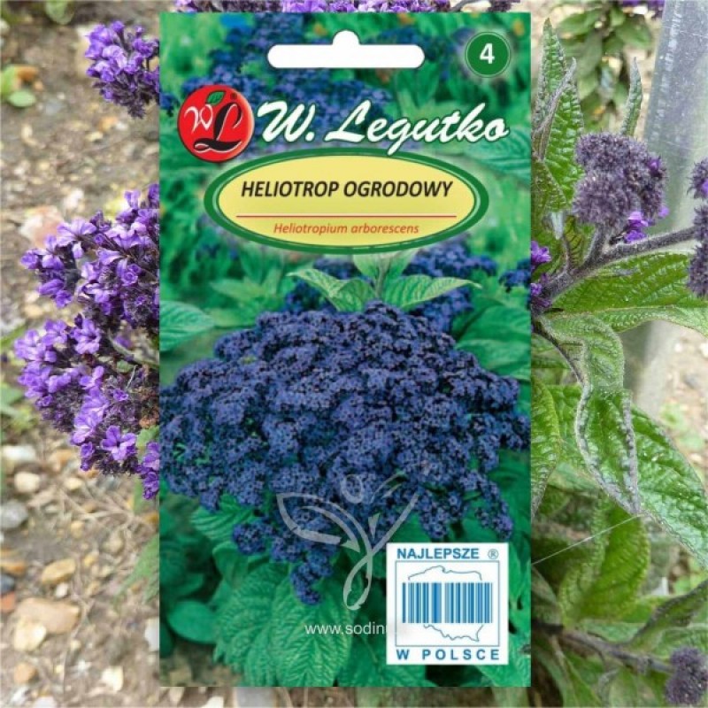 Garden Heliotrope (Heliotropium Arborescens Blue) 100 seeds (#1965)
