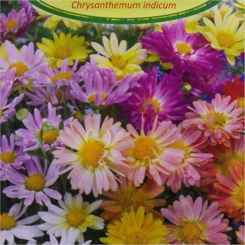 Chrizantema darželinė (Chrysanthemum Indicum mišinys) sėklos - 100 vnt (#1783)