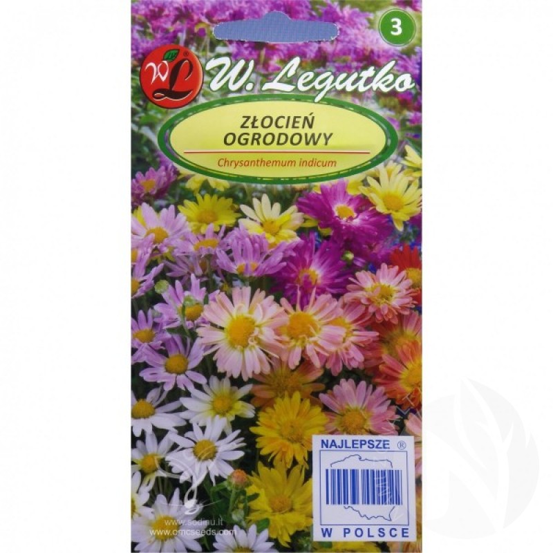 Garden Mum (Chrysanthemum Indicum mix) 100 seeds (#1783)