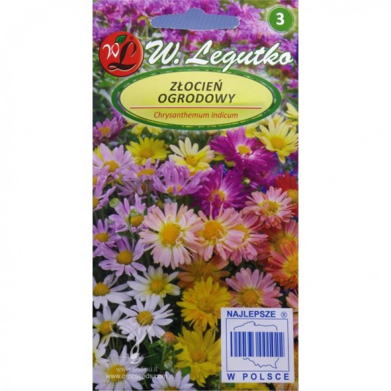 Garden Mum (Chrysanthemum Indicum mix) 100 seeds (#1783)