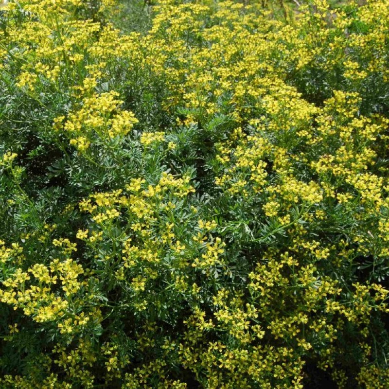 Rūta Žalioji (Ruta Graveolens) sėklos - 150 vnt (#1726)